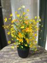 Gypsophila Busch ca. 43cm gelbe Blüten Lieferung im schönen Topf
